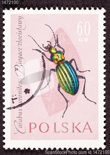 Image of Stamp Carabus Auronitens Duronitens Green Beetle