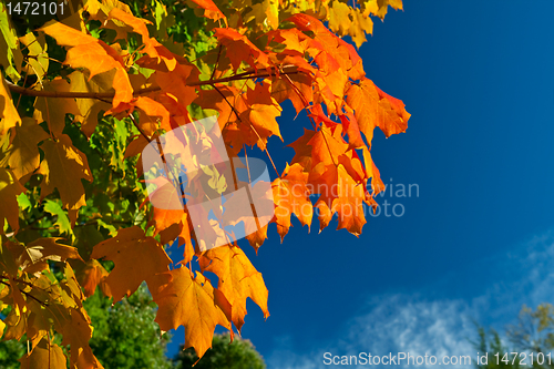 Image of Orange Red Yellow Maple Leaves Tree Autumn Sky