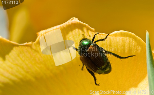 Image of Japanese Beetle Clinging to Yellow Flower Petal