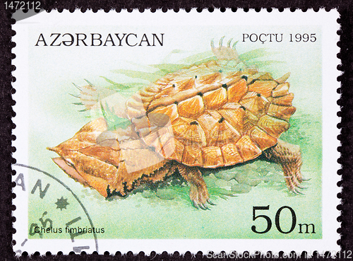 Image of Azerbaijan Postage Stamp Turtle Mata Mata- Chelus Fimbriatus Lea