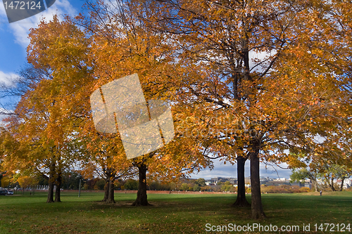 Image of Yellow Orange Autumn Fall Trees Washington DC