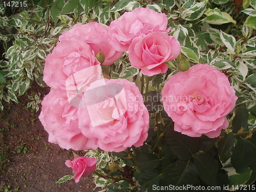 Image of Pink roses