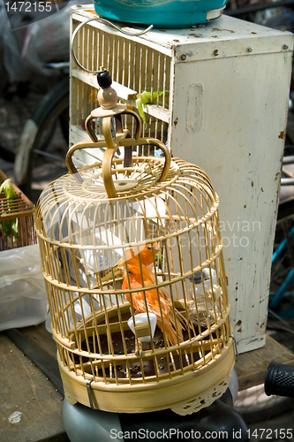 Image of Orange Birds in Cage Pet Market Shanghai China Maybe Canary