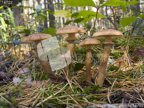 Image of Armillariella mellea - Honey fungus