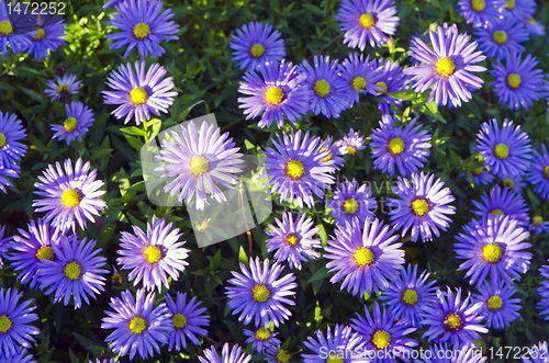 Image of Background of blooming garden flowers blue yellow.