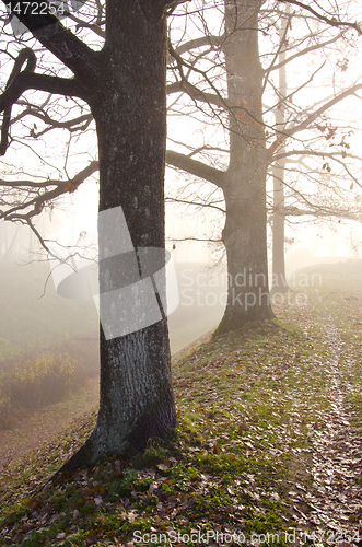 Image of Linden tree trunks sunk in fog. Autumn trees alley