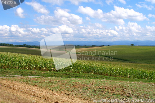 Image of fields in alsace in france