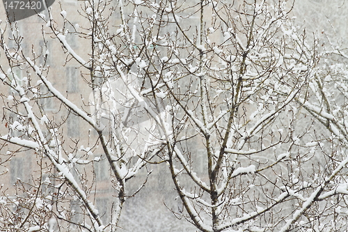 Image of  winter tree