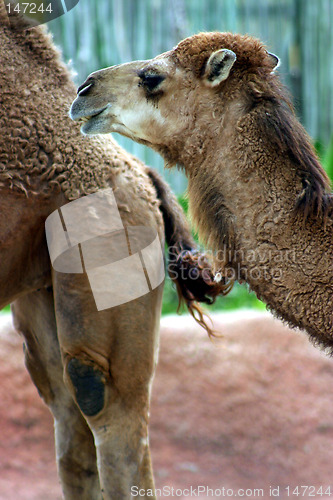 Image of Two camels against an abstract background