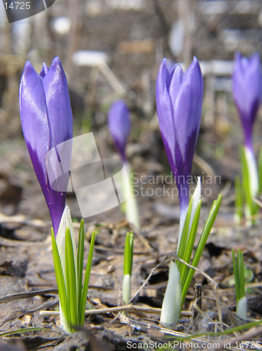Image of Crocus