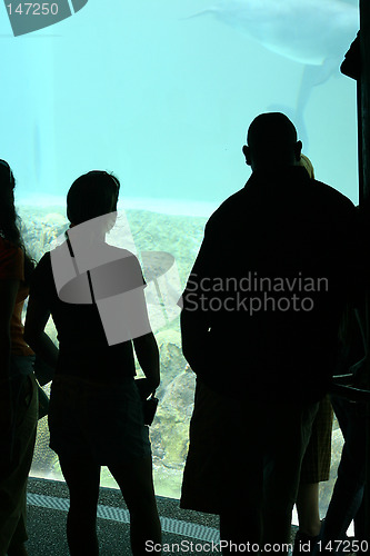 Image of People watching dolphins in an underwater viewing area
