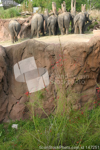 Image of African elephants at Busch Gardens, Tampa FL
