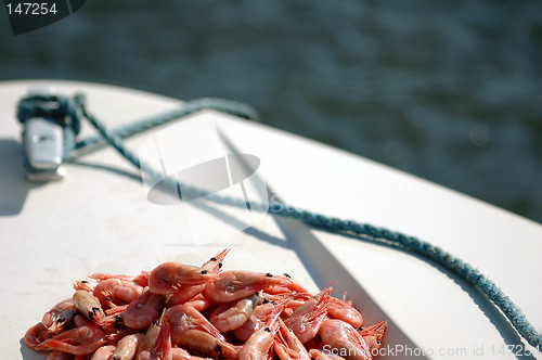 Image of Shrimps on deck