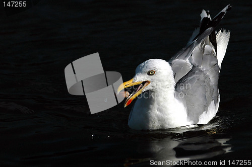 Image of Eating seagull