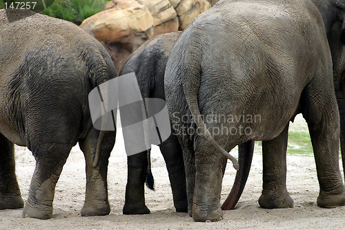 Image of Three elephants standing together in their enclosure