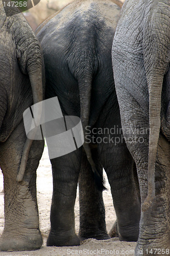 Image of Three elephants standing together in their enclosure