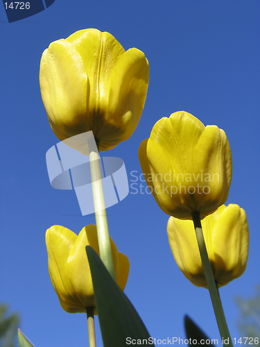 Image of Yellow Tulips on blue-sky background