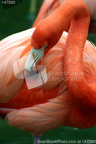 Image of Pink flamingo grooming herself