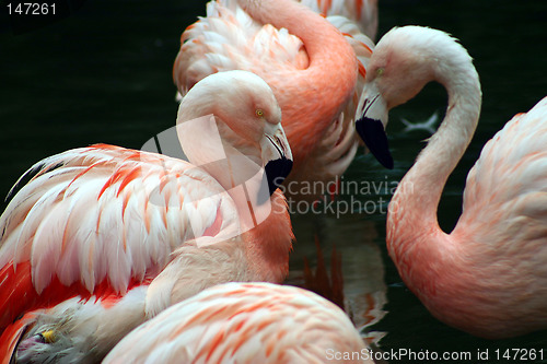 Image of Pink and white flamingos grooming themselves