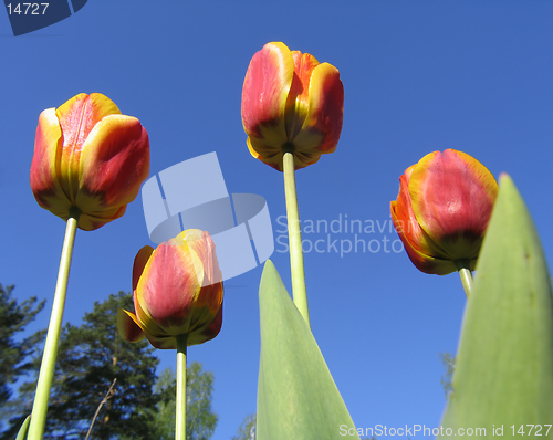 Image of Red Tulips