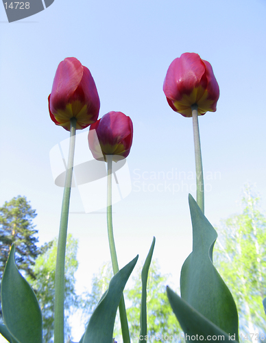 Image of Pink Tulips