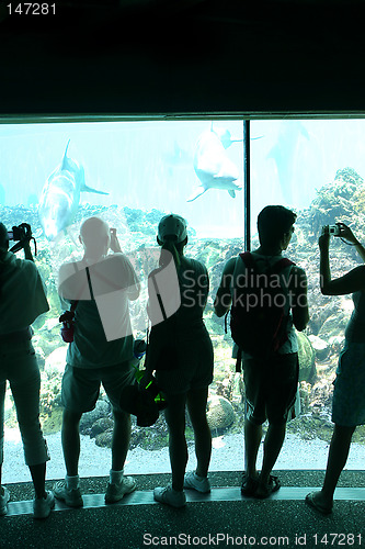 Image of People photographing dolphins in an underwater viewing area