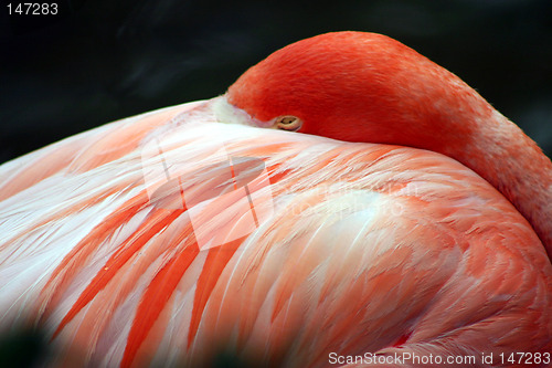 Image of Pink Flamingo at Sea World, Orlando, Florida