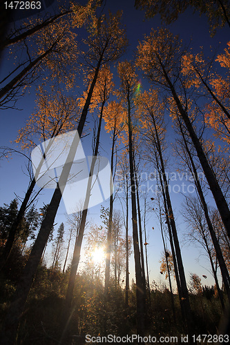 Image of aspen forest