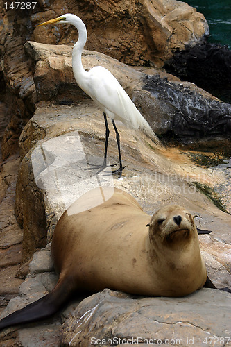 Image of Sealion and white bird resting on the rocks