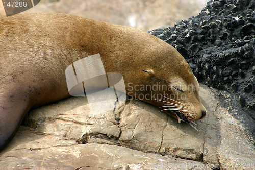 Image of Sealion drooling and resting on the rocks