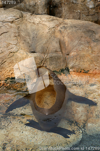 Image of Sealion resting in the water on the rocks