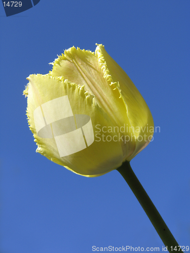 Image of Yellow Tulip on blue-sky background