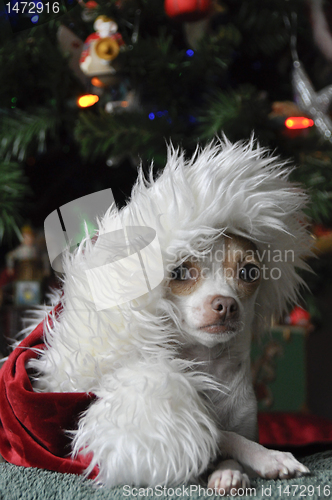 Image of Christmas Chihuahua