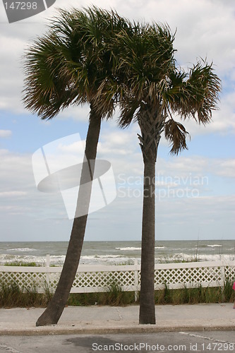 Image of Two palm trees against surf and beach in Florida