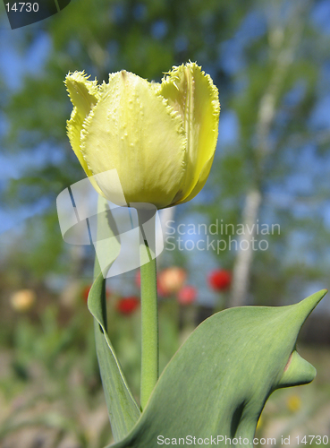 Image of Yellow double tulip