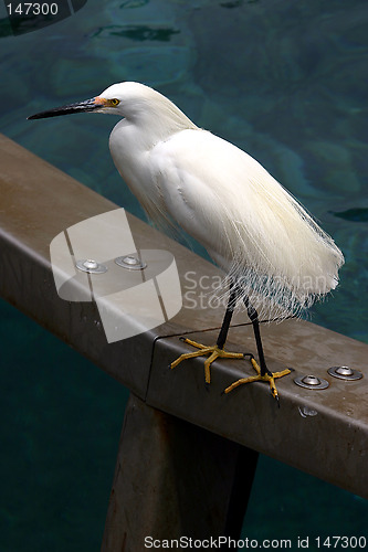 Image of White bird standing on metal railing of pool
