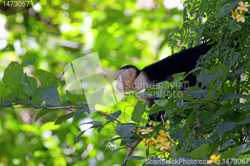 Image of White faced Capuchin