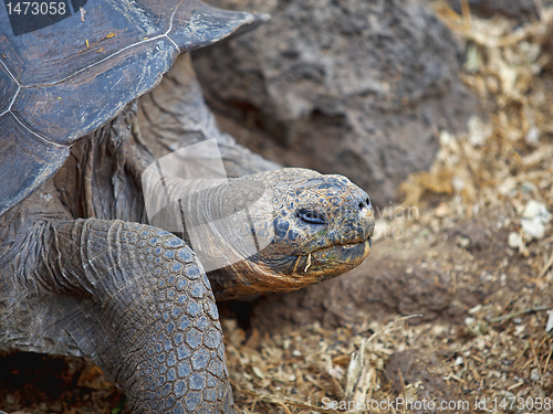 Image of Galapagos tortoise