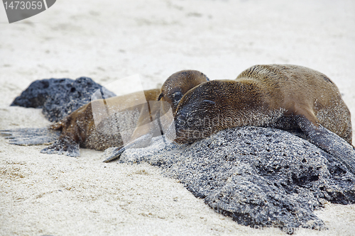 Image of Sea lion colony