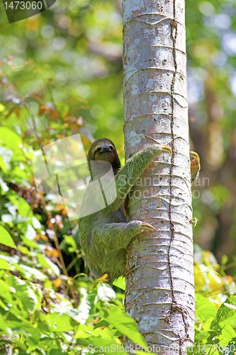 Image of A Three-toed Sloth