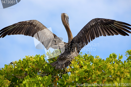 Image of Pelican takeoff