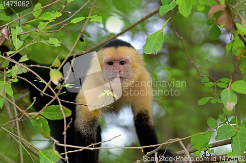 Image of White faced Capuchin