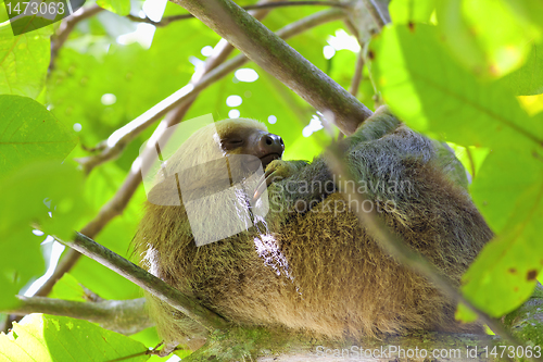 Image of Three-toed Sloth