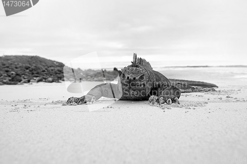 Image of Galapagos marine Iguana