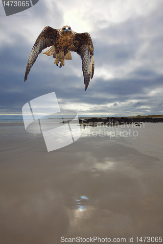 Image of Galapagos Hawk