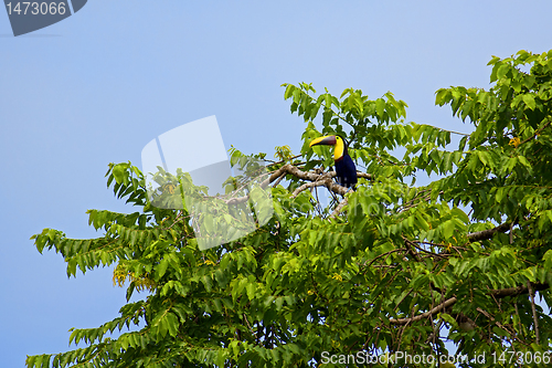 Image of Toucan bird