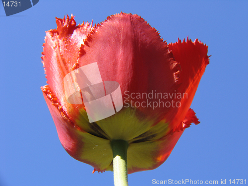 Image of Red double Tulip on blue-sky background