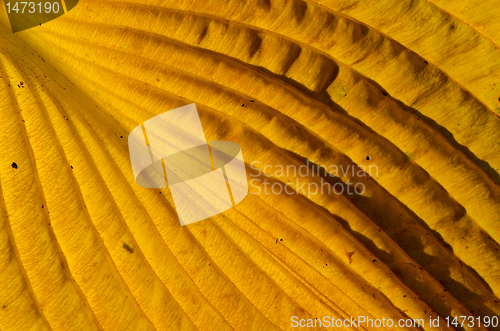 Image of Autumn colored leaf fragment factures and details.