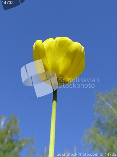Image of Yellow Tulip on blue-sky background