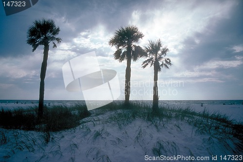 Image of Three palm trees on beach with sunset in background